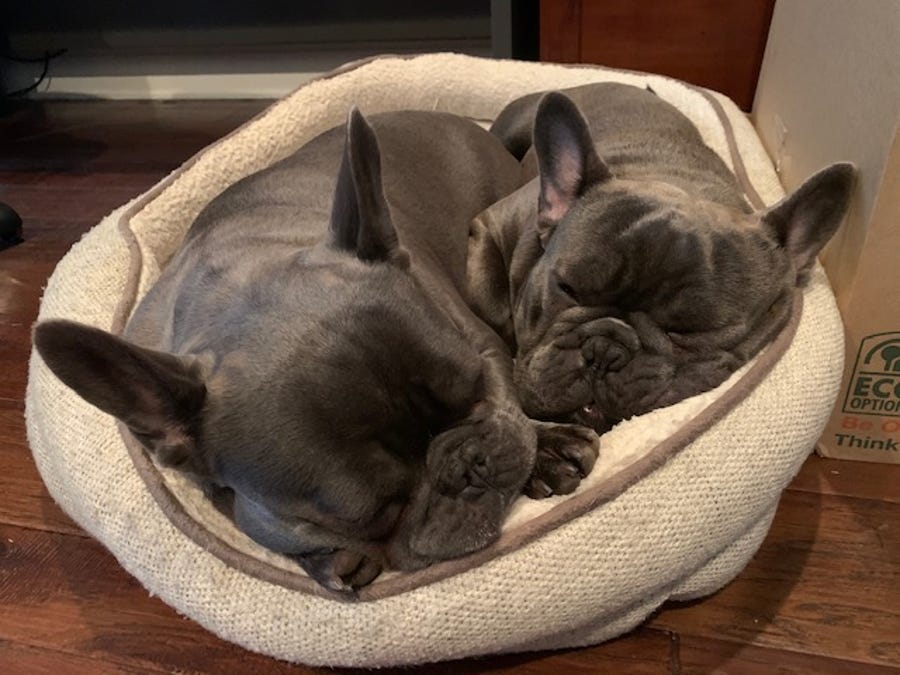 Neil Guayante's office mates Augie and Newman clearly have it ruff.