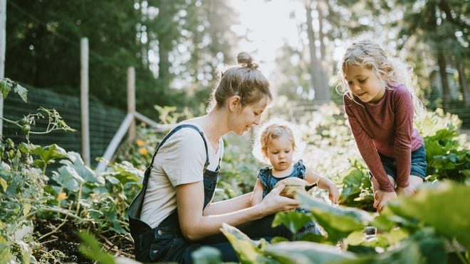 L'intérêt pour le jardinage a augmenté alors que les gens cherchent à passer le temps avec de nouveaux passe-temps et à être plus autonomes après les récents achats de panique qui ont conduit à des pénuries alimentaires à court terme.