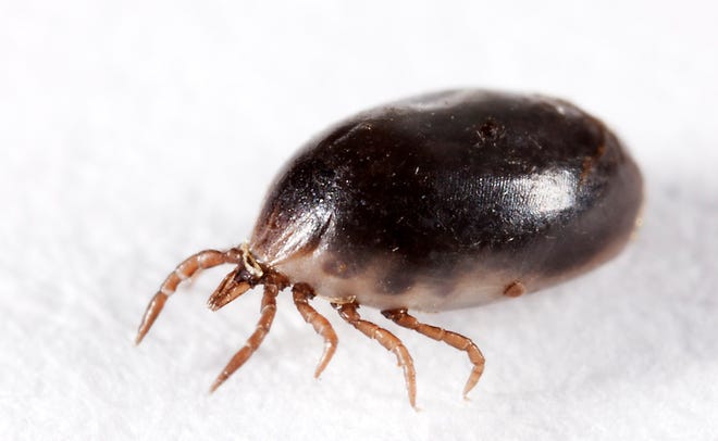 An engorged blacklegged tick, also known as a deer tick.