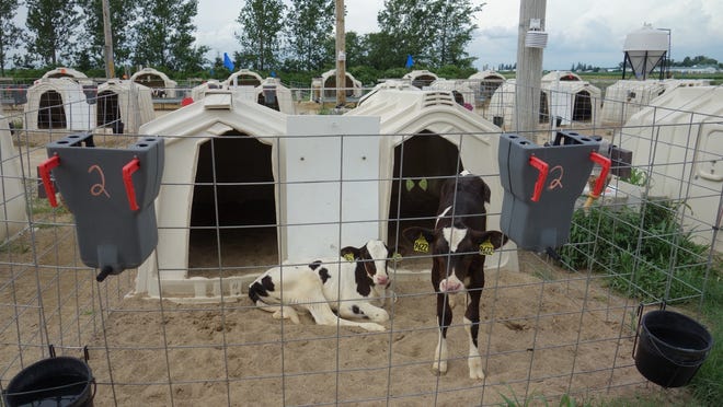 Calves can be raised successfully in pairs using connected hutches, as in recent research studies at the UW-Madison Blaine Dairy.