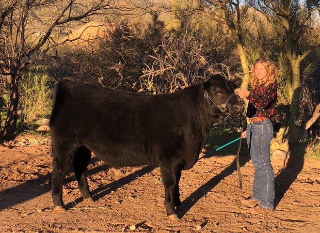 Ella Levin raises steer for the 4-H beef project. She poses with Poncho, who will be sold at the Pima County Fair virtual auction, on Feb. 17, 2020.