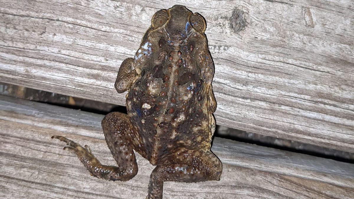 Cane Toads Or Bufo Toads Continue To Spread In Florida What To Know