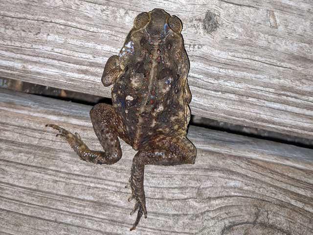 Cane Toads Or Bufo Toads Continue To Spread In Florida What To Know