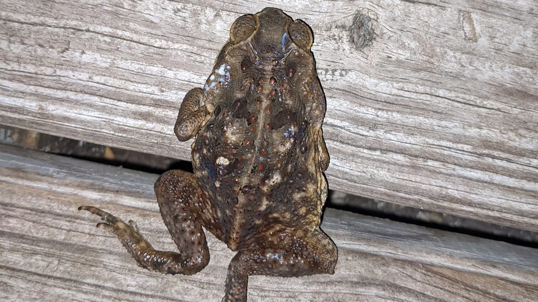 Cane toads, or bufo toads, continue to spread in Florida: What to know