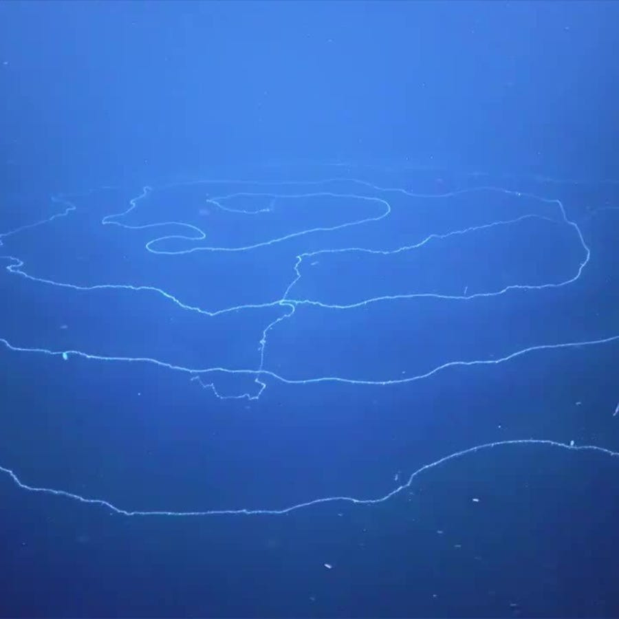 Siphonophore are deep-sea predators related to jellyfish and corals that catch prey in their curtain of stinging cells.