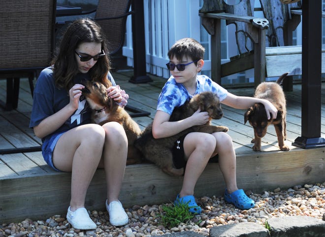 Kaidence (left) and Damon Burkett play with puppies the family is fostering from the Animal Shelter Society. Their mother and board president Lisa Burkett is asking others to help foster animals during the coronavirus pandemic.