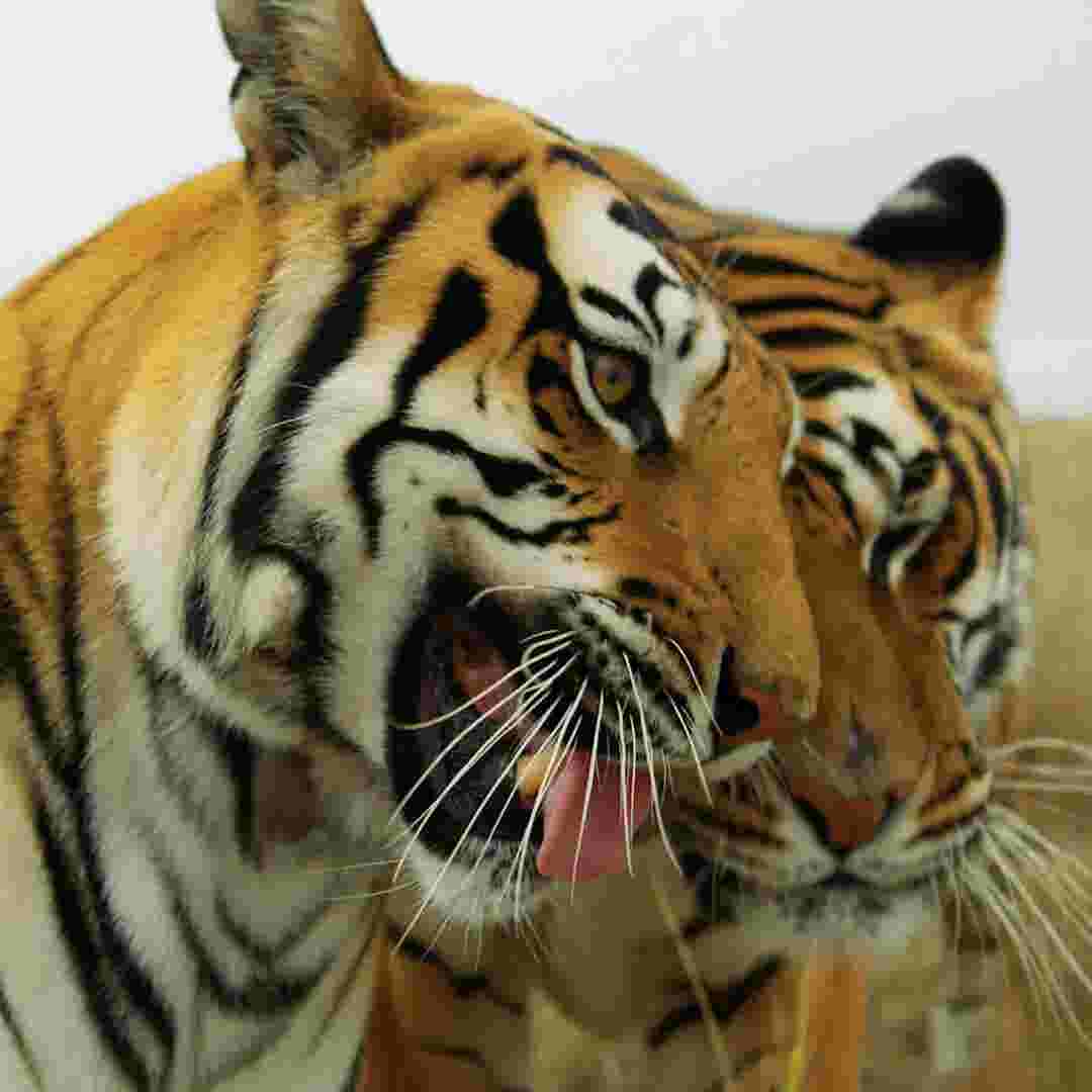 Download Tiger King Don Lewis Signature May Have Been Forged On Will PSD Mockup Templates