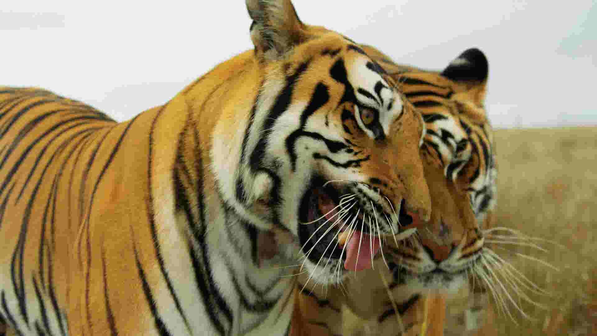 Here's what happened to 'Tiger King' animals after doc