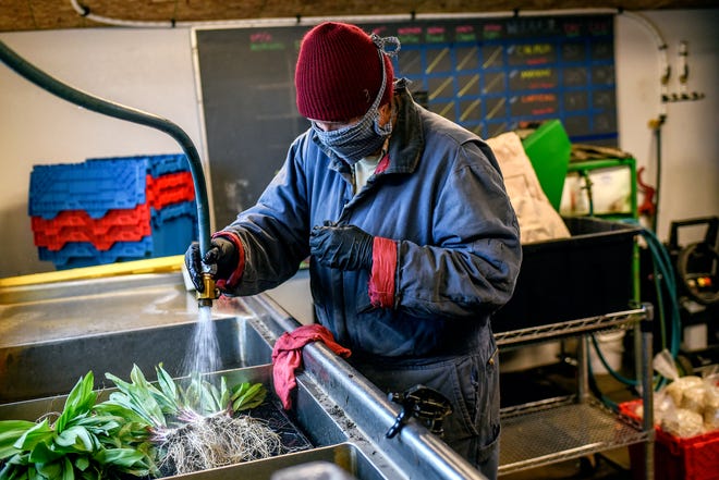Rebecca Titus washes vegetables at Titus Farms on Thursday, April 9, 2020, in Leslie. When the coronavirus outbreak started, the farm set up direct sales through its online store.