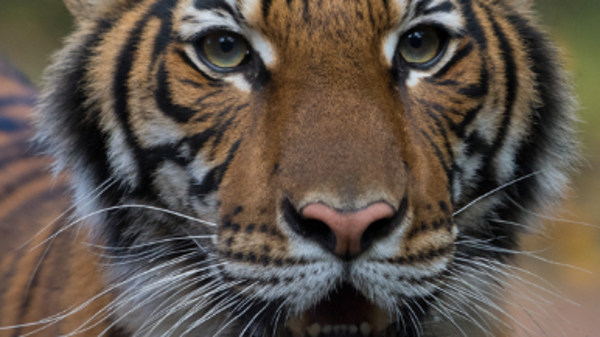 Animal Planet provides an update on Bronx Zoo tige