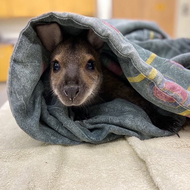Ava, a Bennett's wallaby, is new to the Cincinnati Zoo and Botanical Garden.