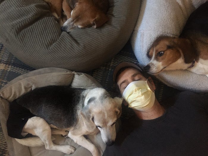 3 beagles, 2 mornings and realistic expectations: A coronavirus work-at-home tip sheet