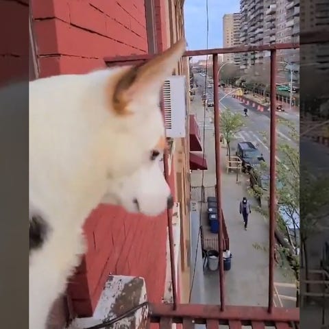 Oliver the dog loves to join in with the rest of B