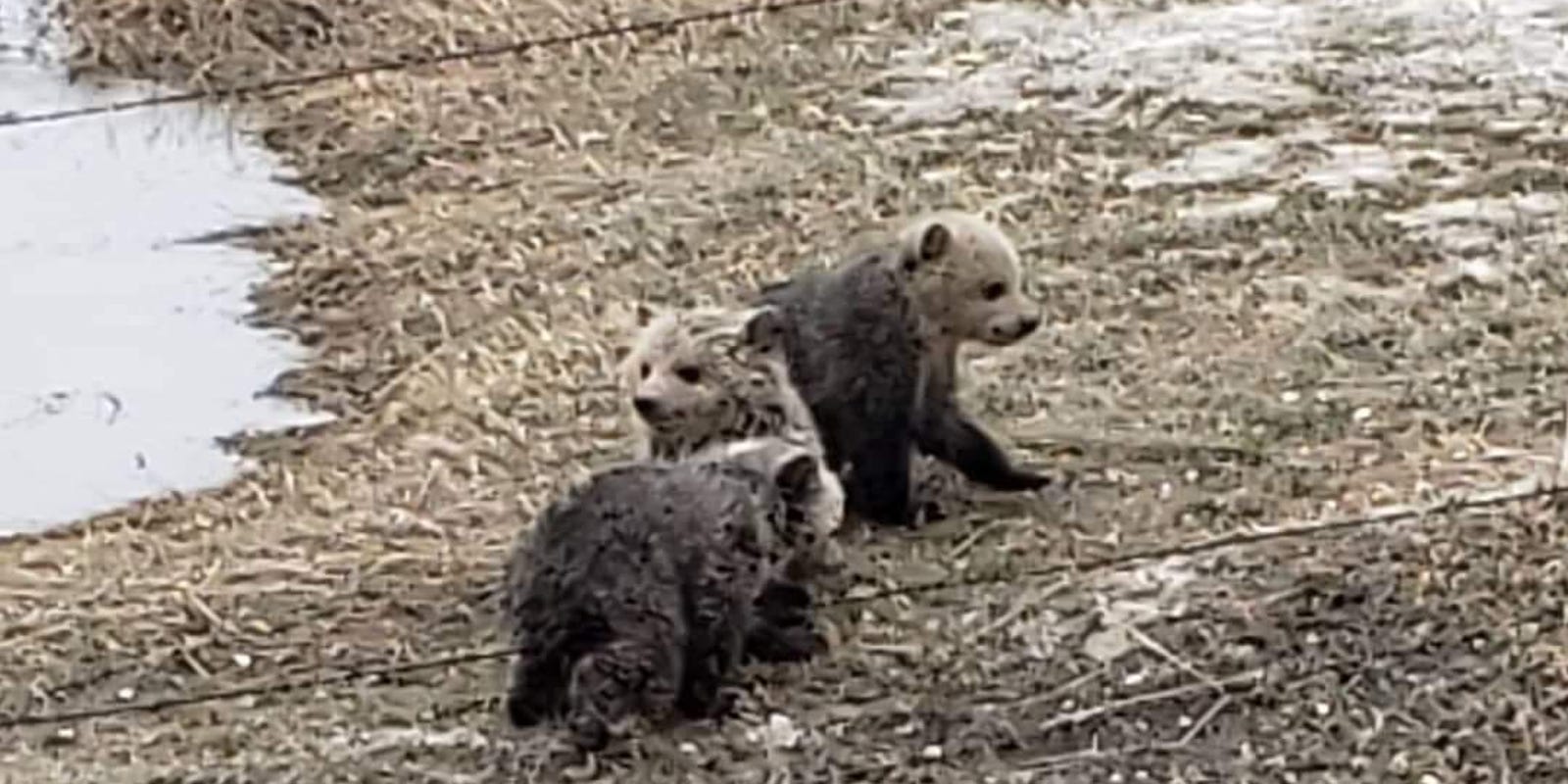 Grizzly Bear Cubs Saved By Montana Ranch Family After Hiker
