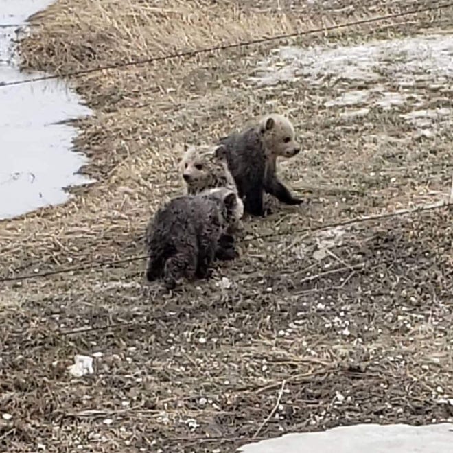Photo of three grizzly bear cubs at play, moments before their rescue by the Briggs family of Dupuyer