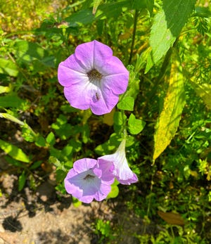 Don’t miss out on the annual heirloom re-seeding petunia; the seeds were collected at Tall Timbers and were originally planted by Genevieve Beadel in the 1920s. They come back every year!