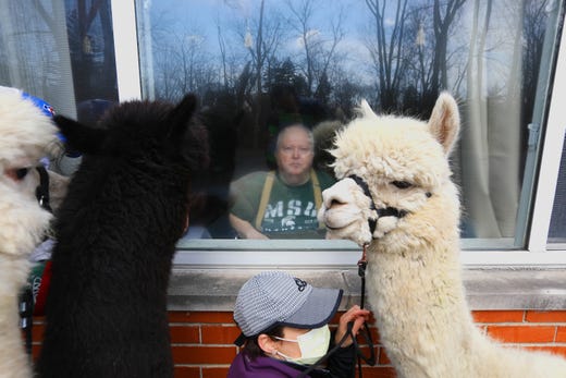 Finn, Thunder and Lego at the window of Ronald Boik visiting him as their owner Nicole George holds their leashes at the Cedar Woods Assisted Living in Belleville, Michigan on Saturday, April 11, 2020. Nicole and Tim George brought their three alpacas, Thunder, Finn and Lego to the nursing home to brighten up the day for some of the 110 residents that live there. Nozmi Elder, 70 of Dearborn and owner of Cedar Woods Assisted Living said most of the residents have been confined to their rooms for the past three weeks as precautions for the Coronavirus and thought the site of alpacas visiting them would lift their spirits.