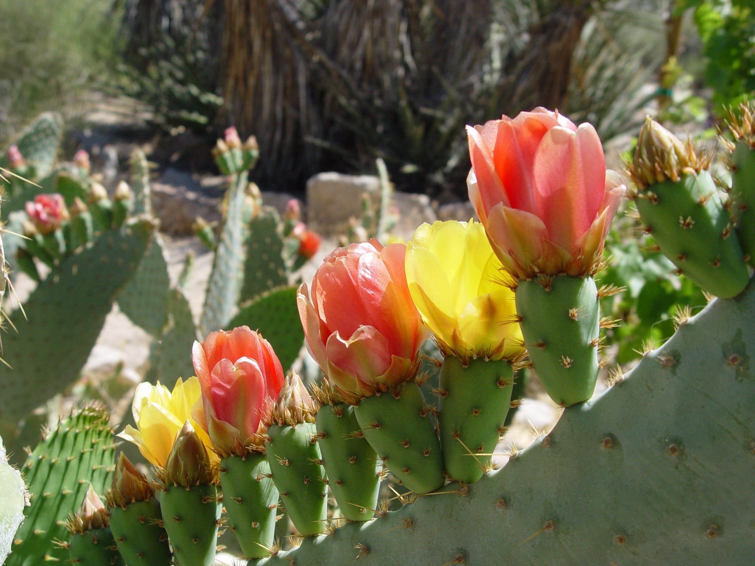 Propagating pretty prickly pears - The Desert Sun