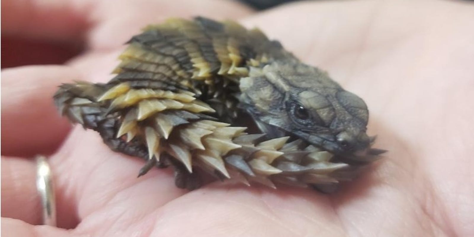Armadillo girdled lizards saved by U.S. Customs were hidden in toys