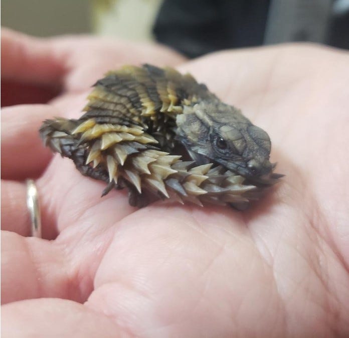 Armadillo Girdled Lizards Saved By U S Customs Were Hidden In Toys Armadillo Girdled Lizards Saved By U S Customs Were Hidden In Toys