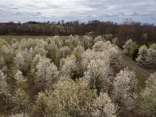 Callery pear trees spread across the landscape. These trees are highly invasive, but were left off of the list formed by the Terrestrial Plants Rule, a decision that some in the environmental community opposed.