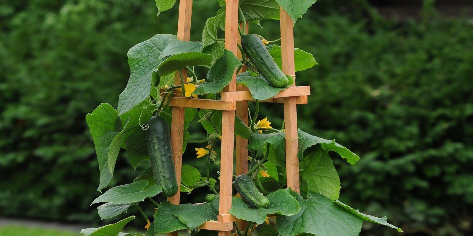 Planting a garden? Here's what you should know