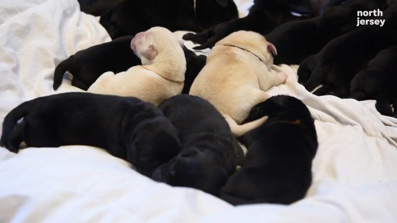 57 Best Pictures Free Labrador Retriever Puppies Nj / Labrador Retriever Puppies In Indiana