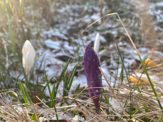 Frost covers new April flowers trying to bloom in Williston on April 20, 2020.