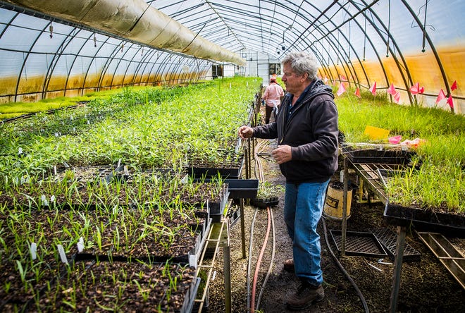 Doug Spence in a greenhouse at Spence Restoration Nursery Tuesday, April 21, 2020. The nursery fabricated a milkweed gin that automates the process of separating milkweed pods from their seeds and floss. 