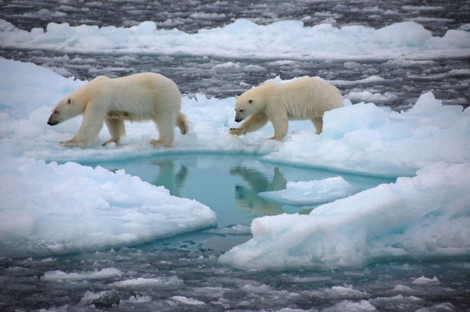 Polar bears walk on Arctic sea ice. Sea ice cover is a hunting ground and habitat for polar bears and seals, and keeps the Arctic cool by reflecting sunlight.