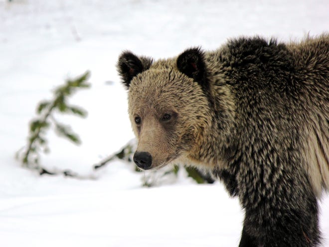 Three juvenile grizzly bears in Montana have tested positive for Highly Pathogenic Avian Influenza, commonly known as bird flu.
