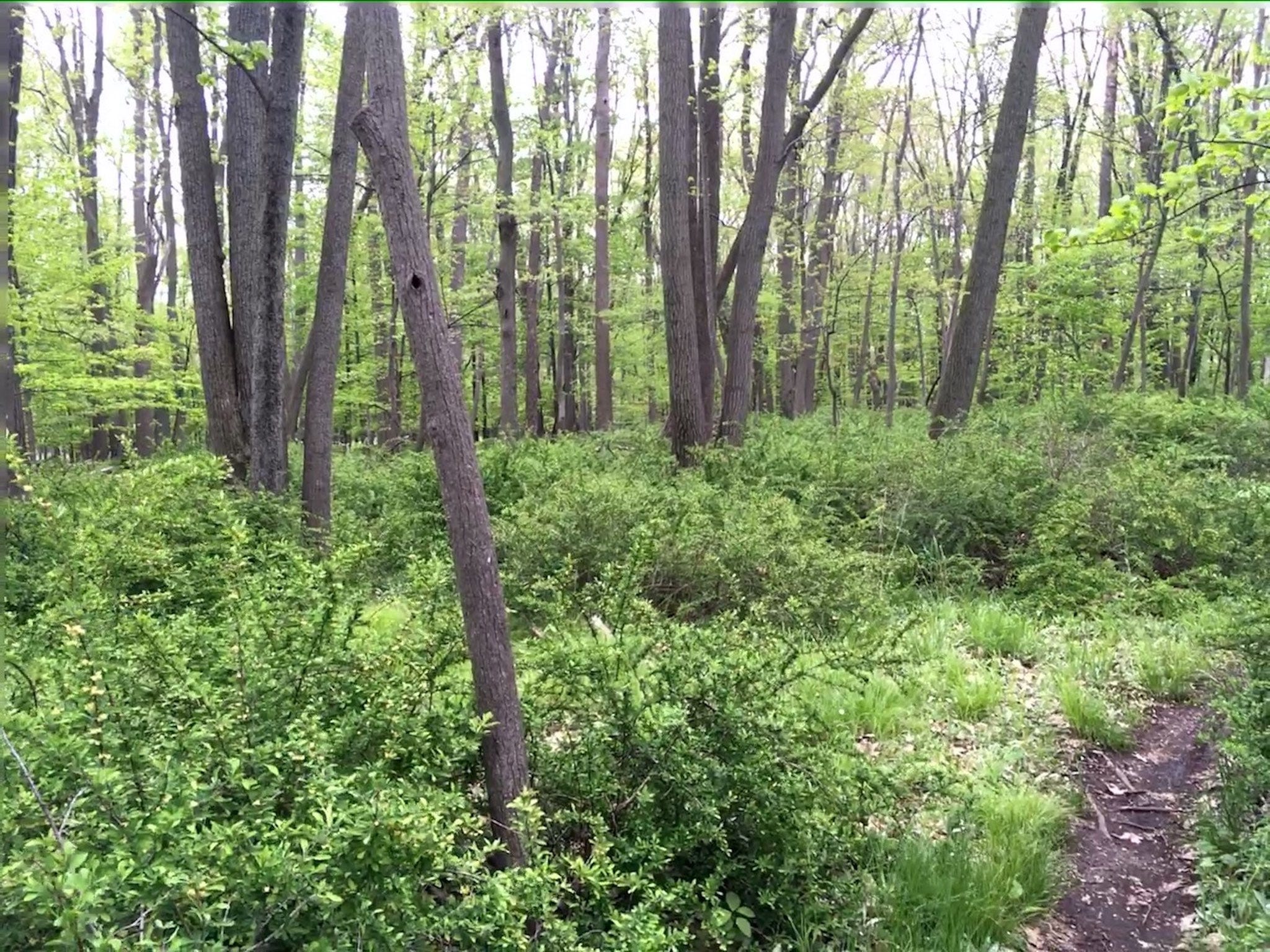 Lily of the valley, orange daylily are invasive plants to avoid