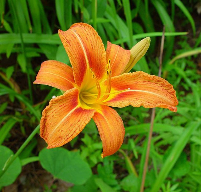 From Lily of the valley to the orange daylily and the burning bush, here are 10 invasive plants that you want to avoid planting in Wisconsin