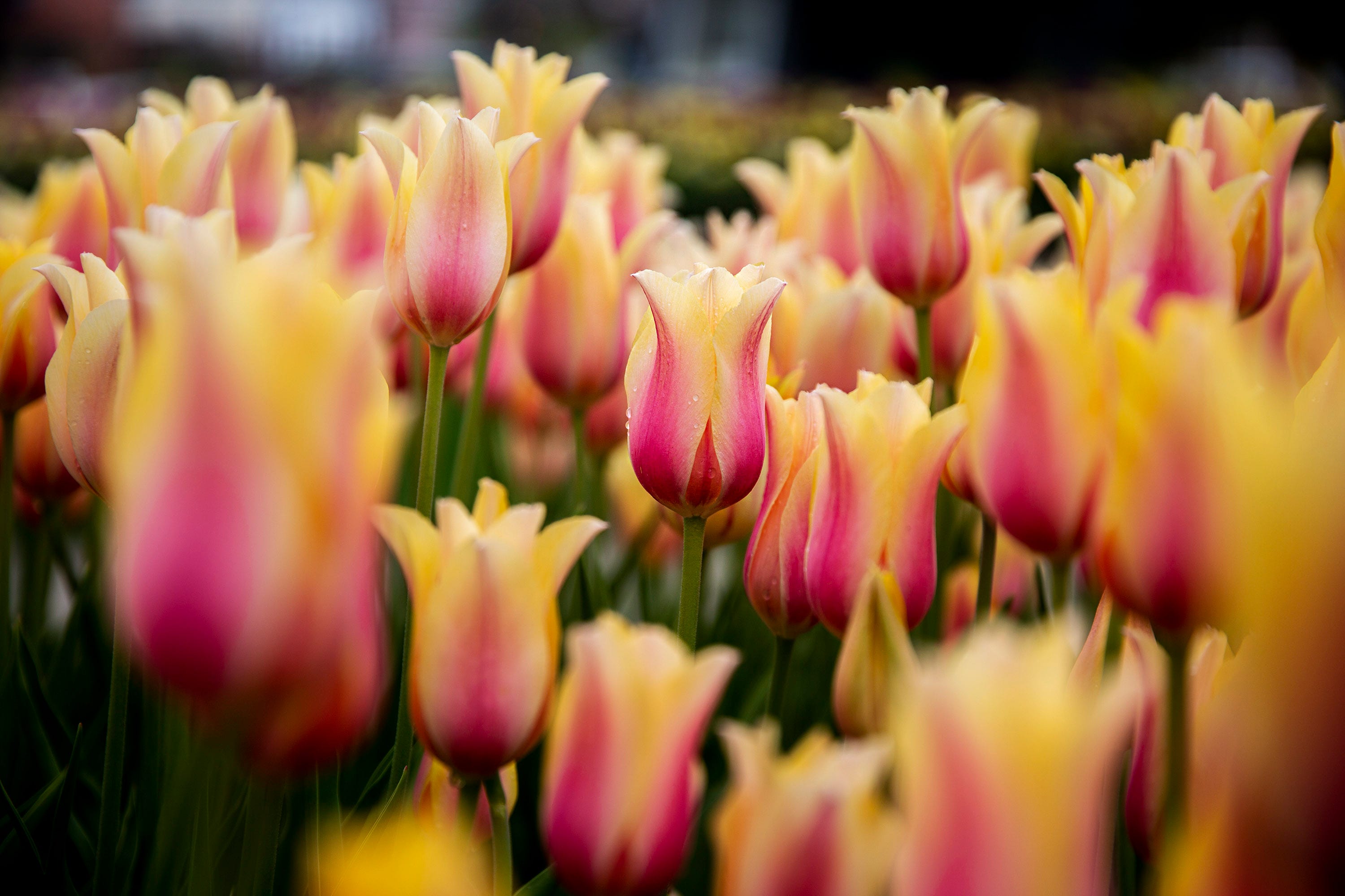 2022 Tulip Time in Pella What to know about parades, weather, tickets