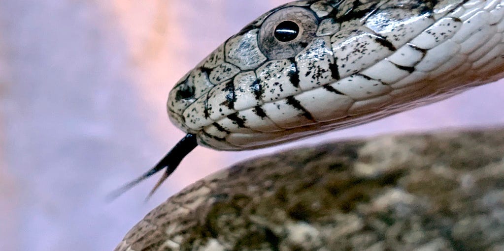 Shed Your Misconceptions About Snakes