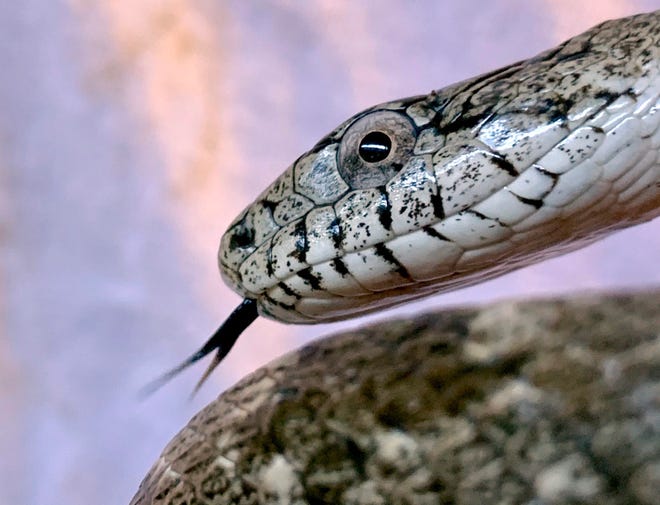 Grey rat snake tongue The non-venomous grey rat snake is a common species found only in the panhandle and northwestern peninsula of Florida.