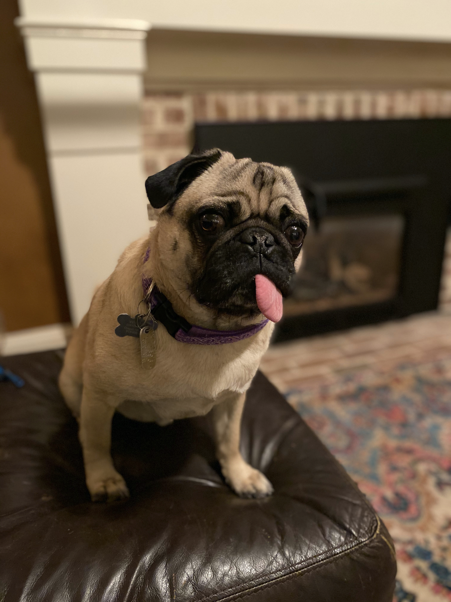 Winston, the McLean family's pet pug, tested positive for coronavirus. He has since recovered and has been "acting like himself" for weeks, said Heather McLean.