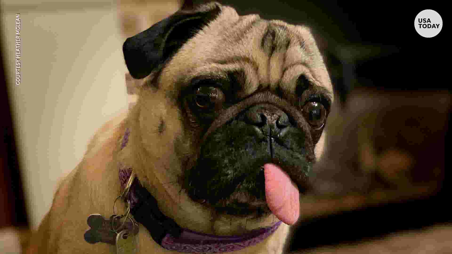 Coronavirus Pug may be first dog in United States with virus