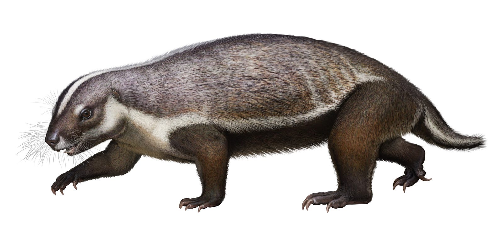 Fossil of Adalatherium hui, 'crazy beast' discovered in Madagascar