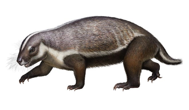 An artist's conception of Adalatherium hui, a newly discovered mammal, whose fossil was found in Madagascar.