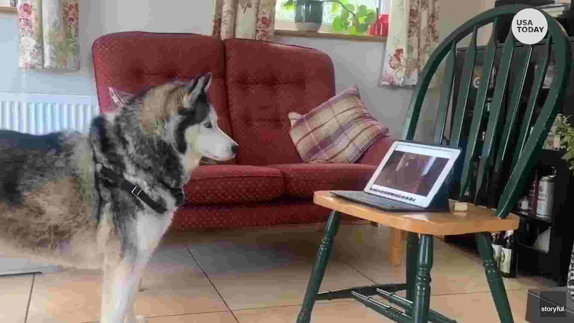 Dog best friends keep in touch through Zoom