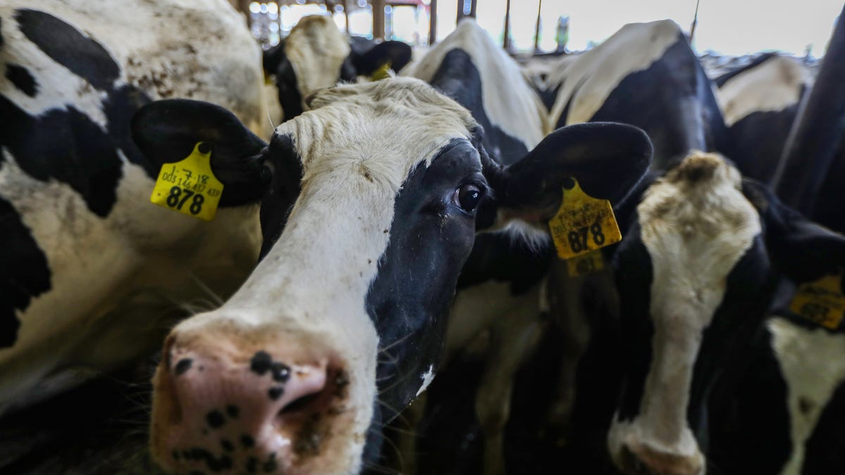 Covid-19 May Force Farmers To Kill, Throw Away Livestock