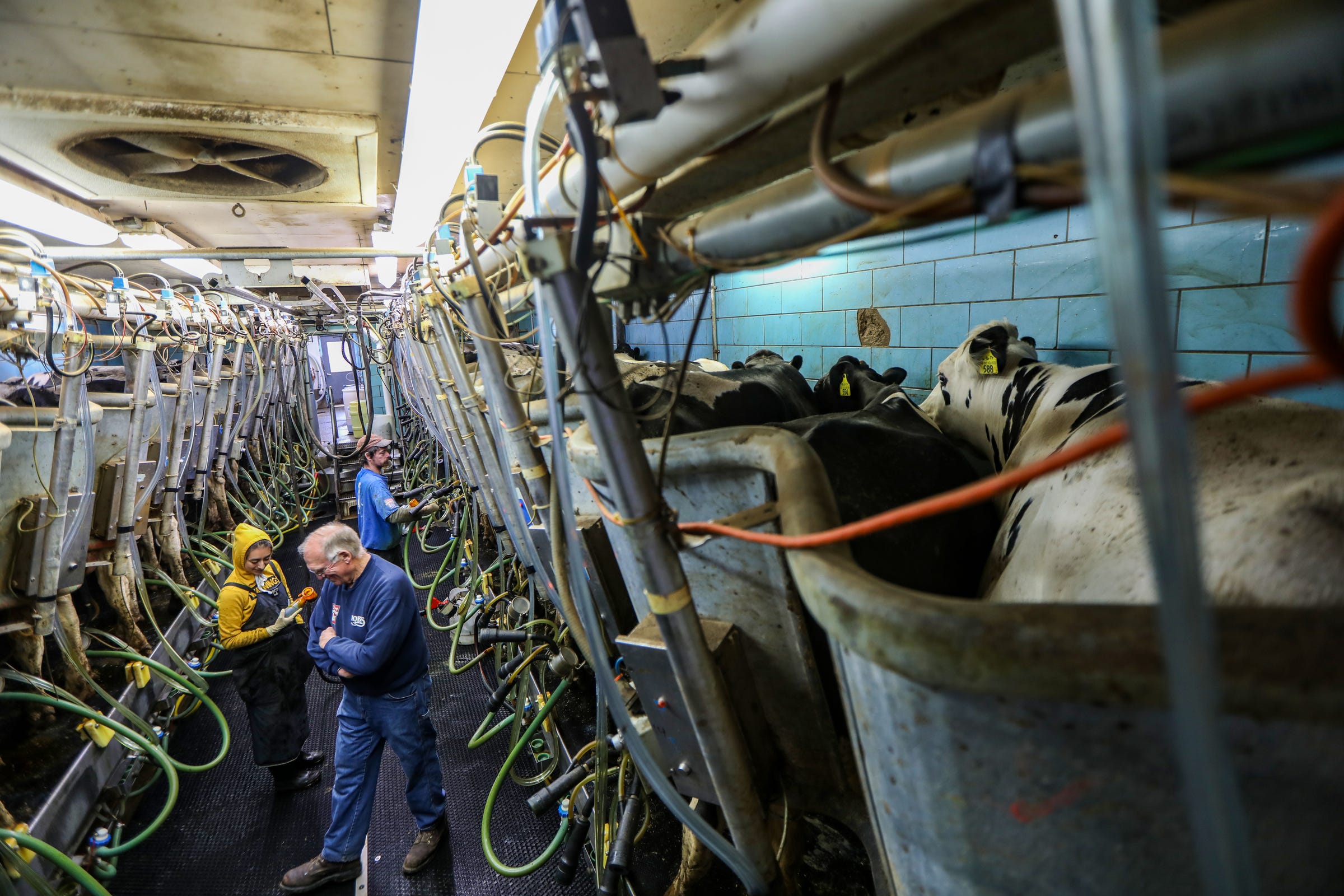 Guadalupe Flores, 23, of Ionia is a milker at Nobis Dairy Farm in St. Johns, Mich. and chats with Co-owner Ken Nobis, while working on Friday, April 24, 2020. Nobis Dairy Farm has 1,100 milk cows and also grows both feed for the cattle and some soybeans and corn on 3,000 acres in St. John, Mich. Cows eat a balanced combination of forage, grain, mineral supplements and protein-rich feeds such as soybean meal.  With the glut of milk driving down prices, that were already depressed before coronavirus, Nobis Dairy Farm will be making expensive purchases for seed and fertilizer for their cattle feed crops in the next couple of months. "The hole just keeps getting deeper and it gets harder to climb out of it," he said
