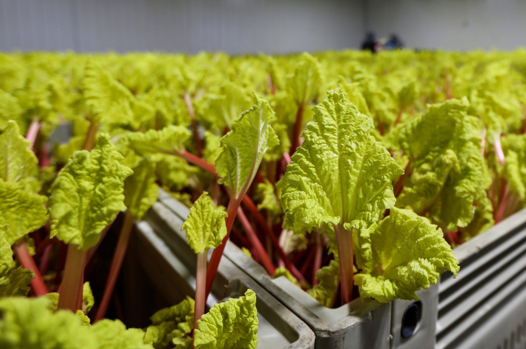 At Mike Pirrone Produce, pickers harvest Rhubarb in the cooler where they were transplanted from the fields at the 1,200-acre farm in Capac, Mich., photographed on Tuesday, April 28, 2019.  A network of farmers throughout the Great Lakes region supply veggies to places like Kroger, Walmart, Meijer, but the supermarkets are now more focused on vital, longer-lasting produce such as potatoes, onions and carrots. The expenditure for the rhubarb has already been made so It must be harvested and sold. 