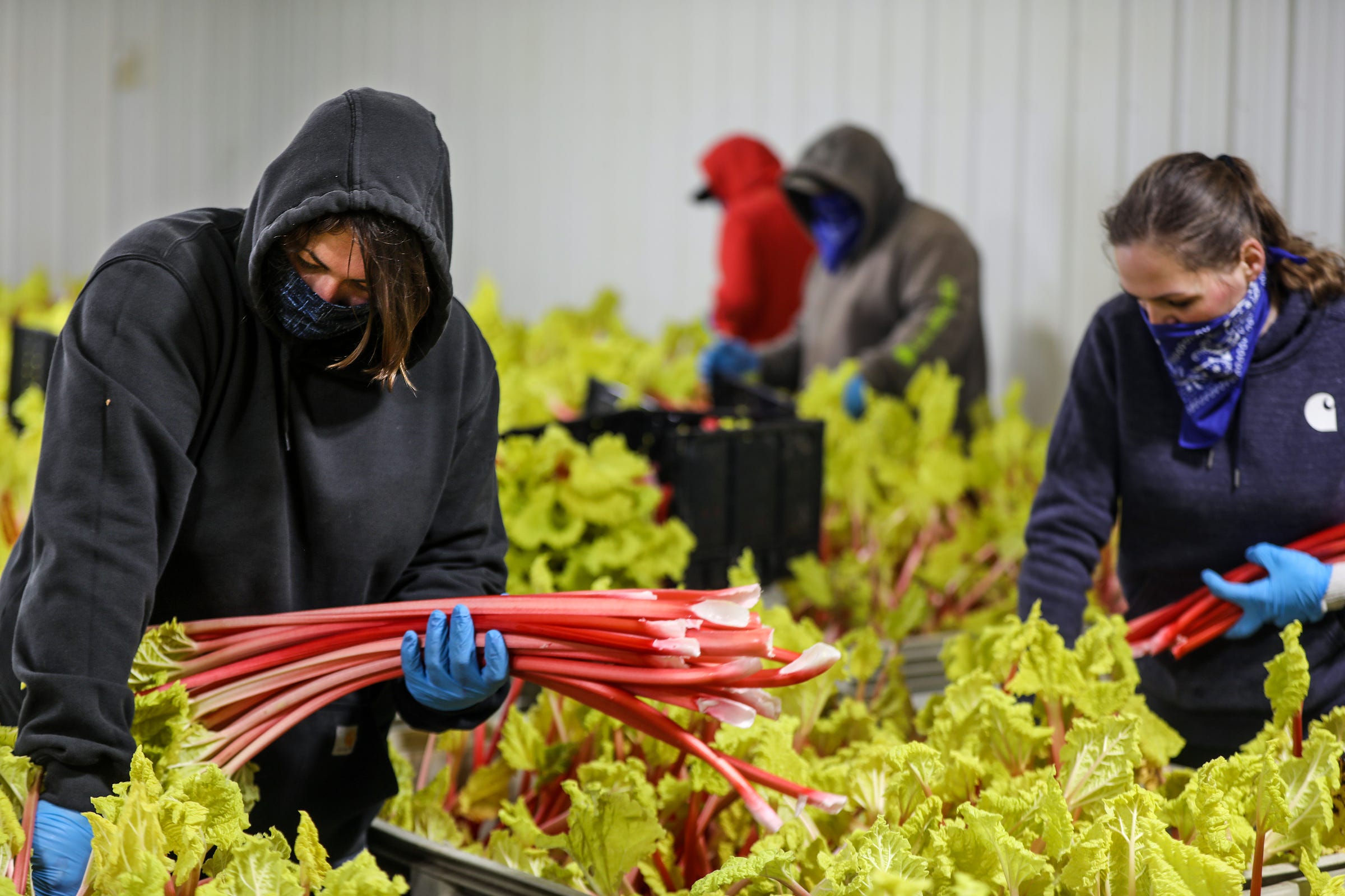 Theresa Boering, 34, of Yale has worked at Mike Pirrone Produce for 18 years and helps pick rhubarb alongside Cassaundra Fielitz, 32, of Capac and other workers at the 1,200-arce farm in Capac, Mich., photographed on Tuesday, April 28, 2019. A network of farmers throughout the Great Lakes region supply veggies to places like Kroger, Walmart, Meijer, but the supermarkets are now more focused on vital, longer-lasting produce such as potatoes, onions and carrots. The expenditure for the rhubarb has already been made.