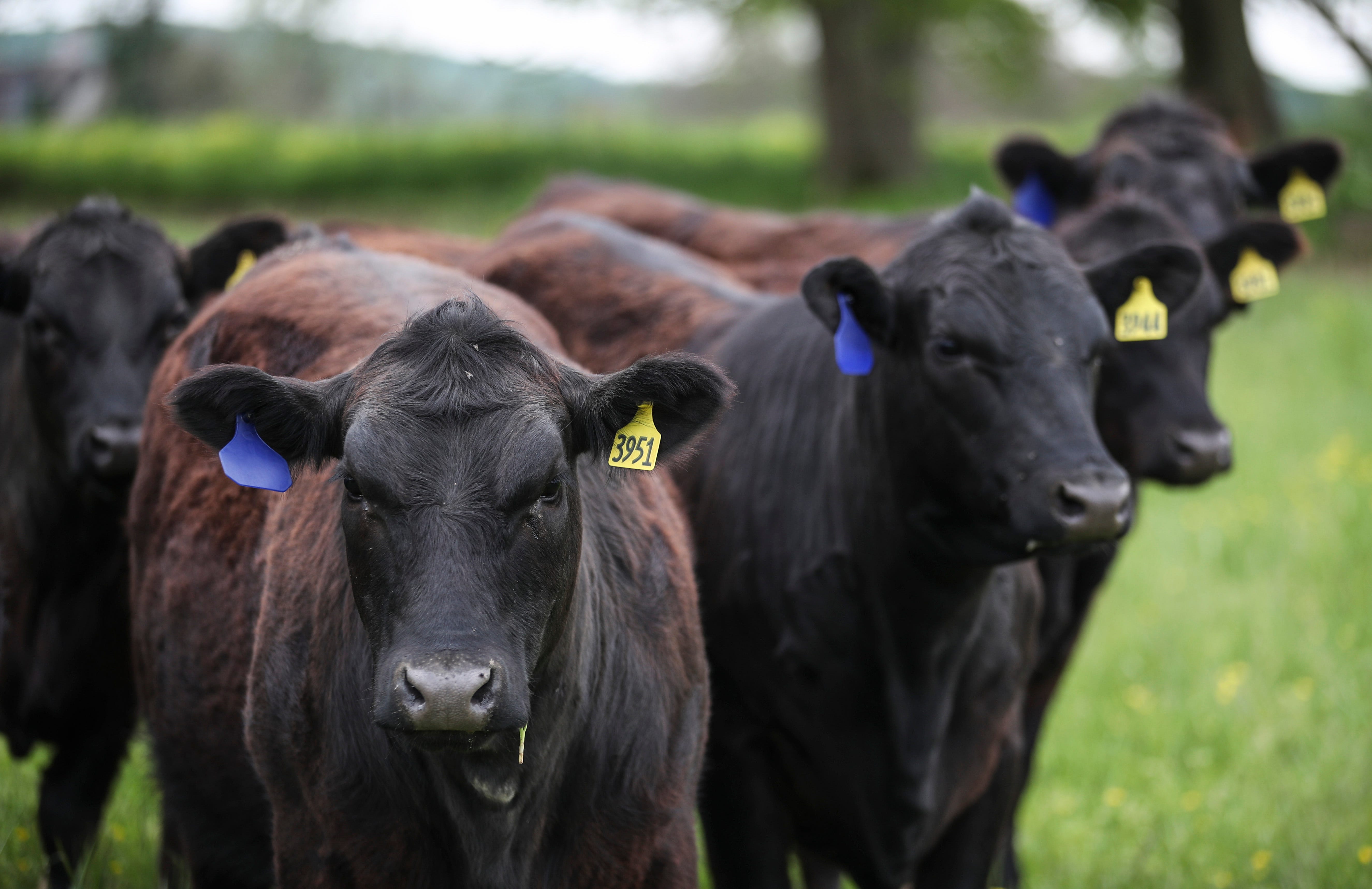 The Oak Hollow Angus cattle farm in Smiths Grove, Ky., breeds around 400 angus cows a year. They sell around 100 females and sell 100 bulls to other farms. The eighth-generation family farm also sells beef for the Kentucky Cattlemen's Ground Beef, which is sold at Kroger.