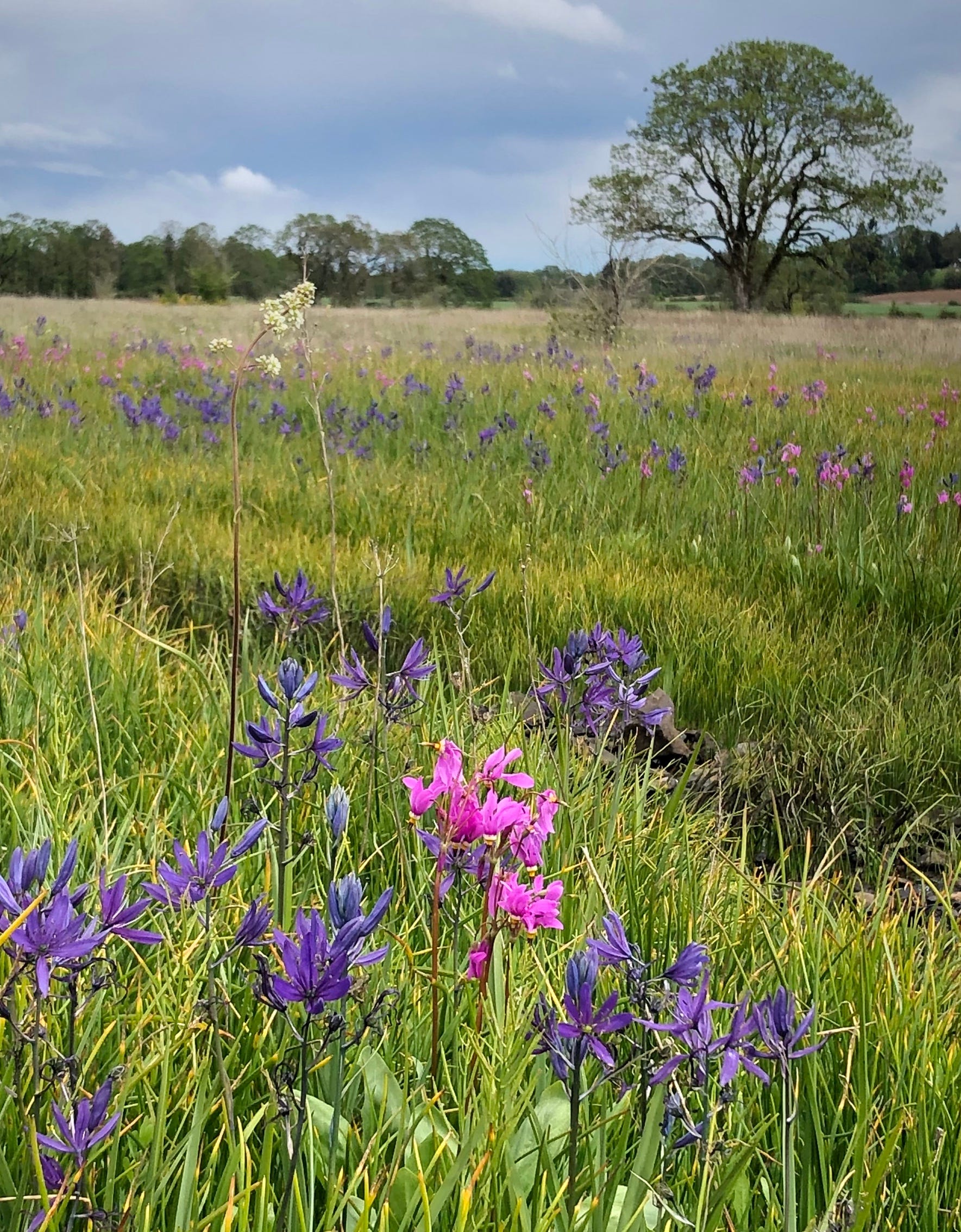 Native Grassland On Display At Kingston Prairie Near Stayton Native Grassland On Display At Kingston Prairie Near Stayton