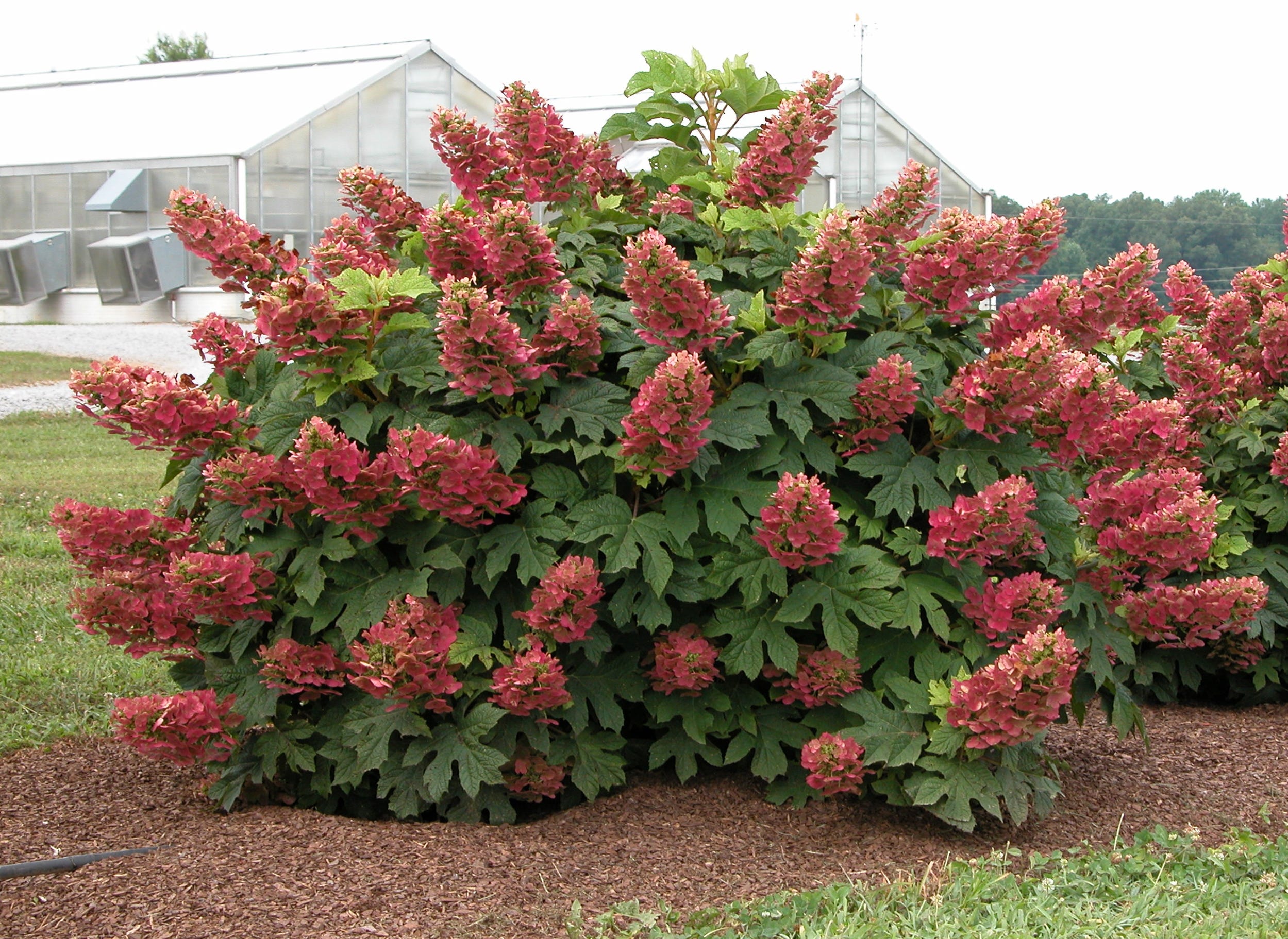 Hydrangeas will give your Kentucky gardens ample variety, color