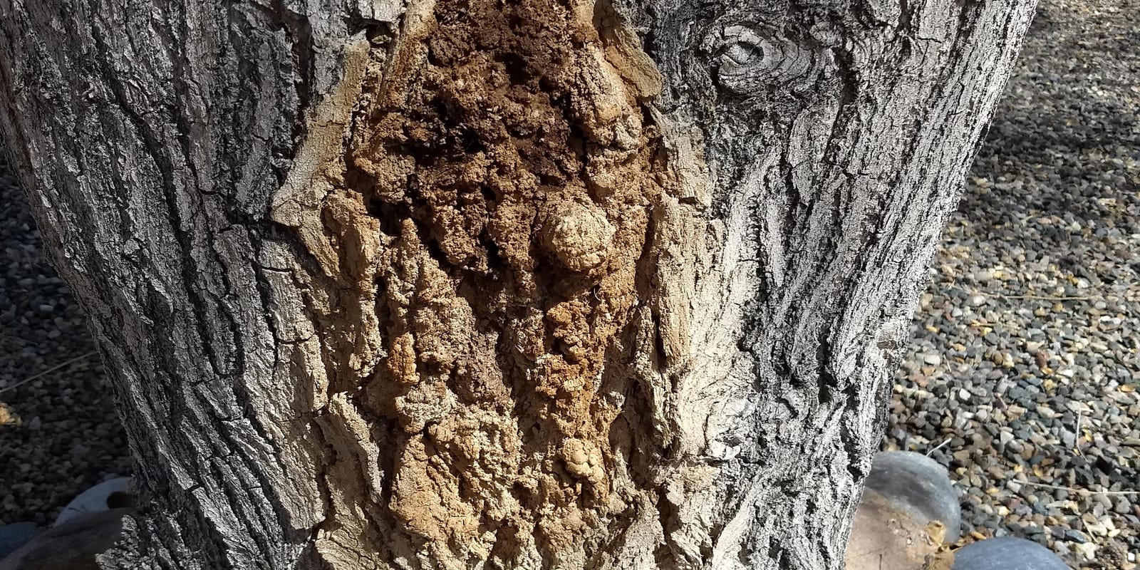 What's wrong with my tree? It has a gooey rotting section