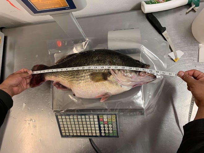 A largemouth bass caught on the Rosebud Indian Reservation broke the state record on Monday.